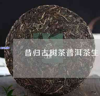 昔归古树生茶好在哪-昔归古树茶生茶有什么效果