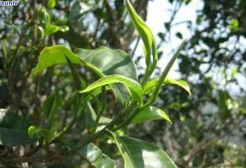 昔归古树茶的香气，探寻昔日风采：古树茶的独特香气