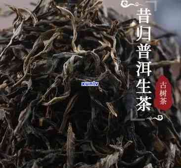 探索昔归古树生茶口感特点及其功效，熟悉市场价格