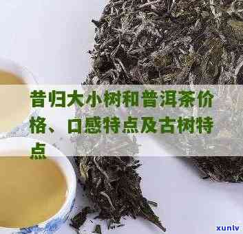 探析昔归小树茶口感特点及价格，了解古树茶的独特之处