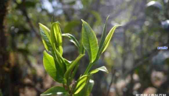 探析昔归小树茶口感特点及价格，了解古树茶的独特之处