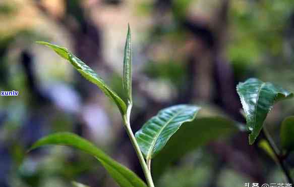 昔归古树茶生茶有什么效果，探索昔归古树茶的神奇功效：生茶带来的健益处