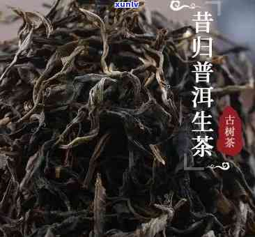 昔归生茶还是熟茶？特点解析及分类探讨