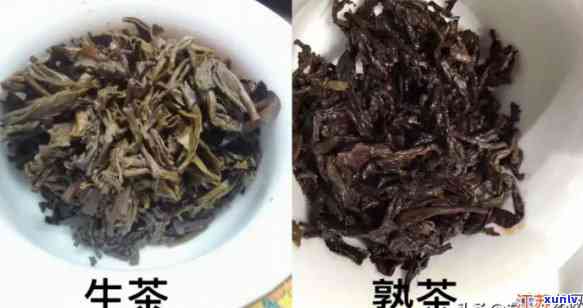 昔归生茶还是熟茶，比较昔归生茶与熟茶的异同，哪种更适合你？