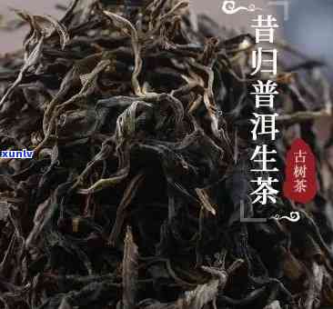 昔归生茶还是熟茶？特点解析及与熟普的区别