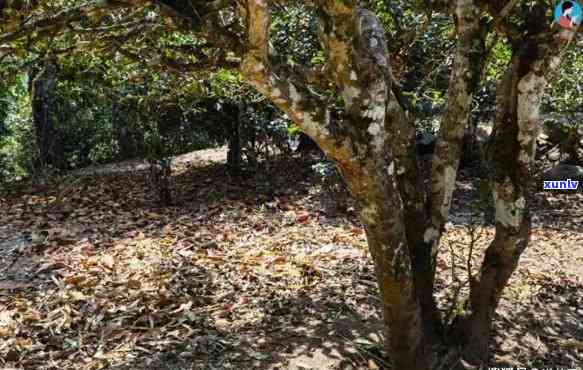 普洱茶勐海布朗山古树特点，探秘普洱茶世界：揭秘勐海布朗山古树的独特特点