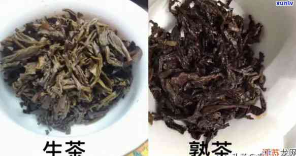 昔归生茶还是熟茶？特点解析与区别对比