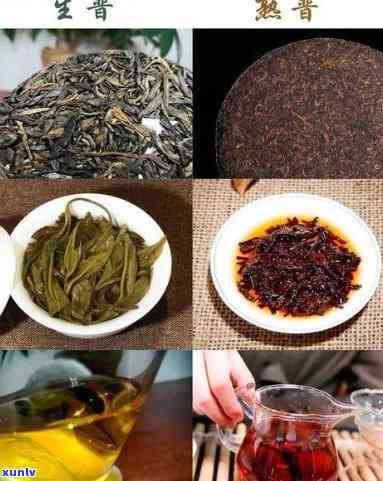 昔归茶是生茶还是熟茶，解密昔归茶：它是生茶还是熟茶？