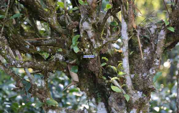 大益新茶比旧茶贵，新品上市：大益新茶价格高于旧茶，为什么？