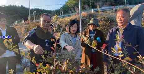 小青柑喝起来有点苦：正常吗？原因解析