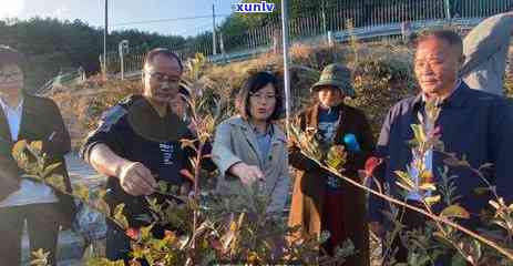 三彩翡翠镯子：翡翠收藏家的新宠，玉石鉴定专家的推荐之选