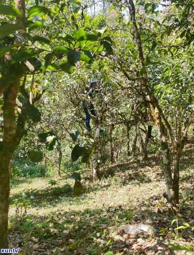 探寻勐海茶叶山头：揭秘勐海茶区独特韵味与勐海县山头茶厂的故事