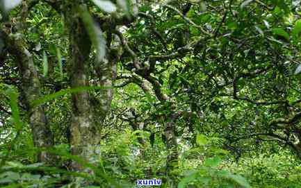 南糯山木大叶青饼价格，探寻云南普洱茶珍品：南糯山木大叶青饼价格解析