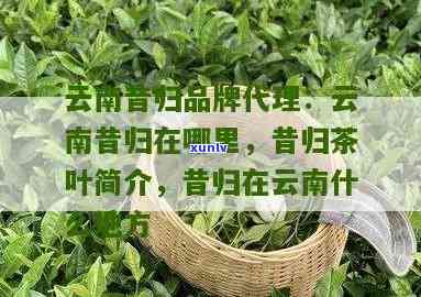 云南昔归茶地理位置-云南昔归茶叶简介