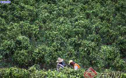 大益布朗，探索神秘的云南布朗山：品鉴大益布朗普洱茶的魅力