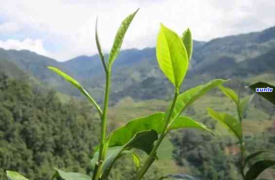 临沧的昔归茶有什么特点，探秘临沧昔归茶的独特魅力：口感、香气与产地解析