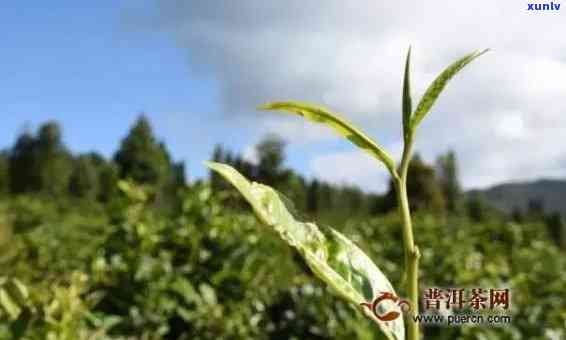 临沧的昔归茶有什么特点，探秘临沧昔归茶的独特魅力：口感、香气与产地解析