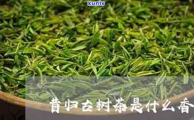 昔归古树茶怎么命名-昔归古树茶的香气