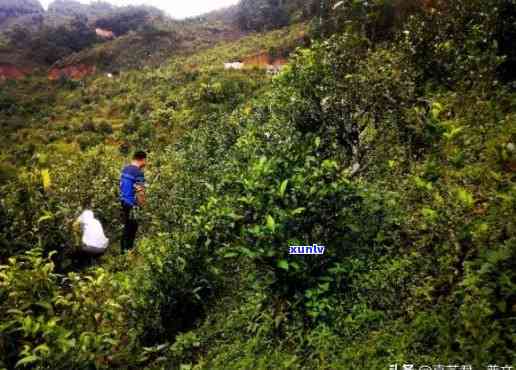 昔归正山古树茶价格-昔归正山是哪里