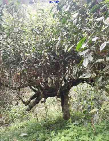 老班章什么味道：探寻真正的普洱茶王者