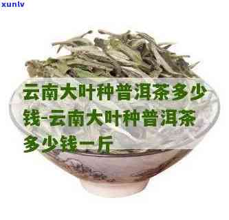 云南大叶种茶多少钱-云南大叶种茶价格