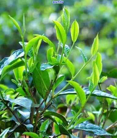 昔归古树茶有多少年的历，探秘昔归古树茶的历悠久韵味