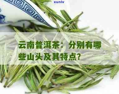 云南各山头茶的特点，探秘云南各大山头茶叶的独特特点