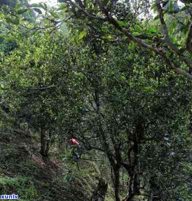 云南各大山头茶叶的特点，探索云南：揭秘各大山头茶叶的独特特点