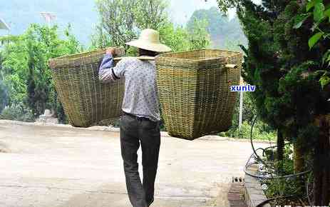 昔归古树茶的香气，探寻昔日古韵：揭秘昔归古树茶的独特香气