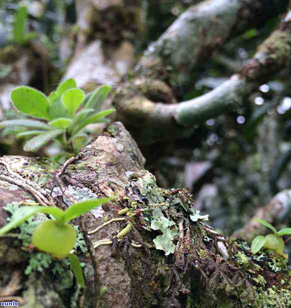 的古茶树，《探访云南：古老茶树的秘密》