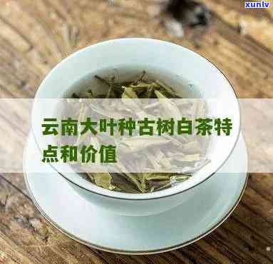 云南大叶种古树白茶：算普洱吗？探讨其分类归属