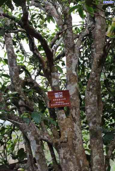 昔归古树茶多少1斤，昔归古树茶：探寻珍贵的普洱茶品种及其市场价格