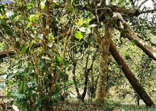 临沧昔归古树茶，探寻云南茶马古道的瑰宝：临沧昔归古树茶