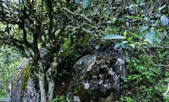 临沧昔归古树茶，探寻云南茶马古道的瑰宝：临沧昔归古树茶