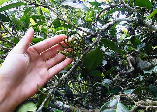 下关古树饼茶螃蟹脚是茶来的吗，探讨云南普洱茶中的珍品——下关古树饼茶与螃蟹脚的关系