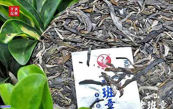 下关生态老树饼茶，品味云南风情：下关生态老树饼茶的魅力与故事