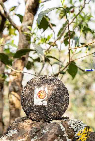 下关岩子头古树圆茶价格，《探寻历印记：下关岩子头古树圆茶价格解析》