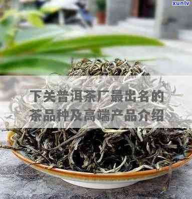 下关茶的中高端品种有哪些，探索下关茶的世界：中高端品种全解析