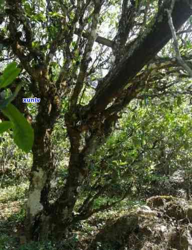 邦东古树茶口感，邦东古树茶：独特的口感体验