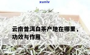 云南白茶：产地、功效与作用全解析