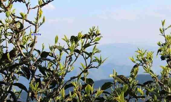 昔归古树茶的香气，探寻昔日韵味：古树茶的香气之旅