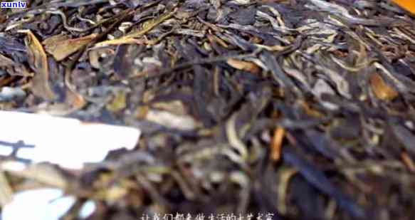 昔归古树茶能冲几泡-昔归古树茶如何冲泡