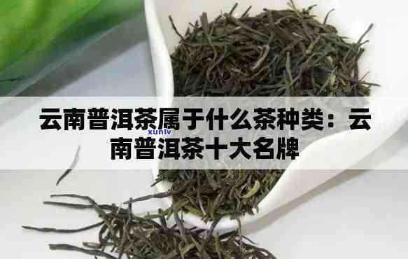 云南的名茶有哪几种，探寻云南的名茶：种类大全