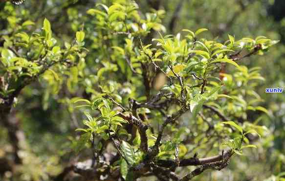 邦东古树茶：是生茶还是熟茶？探讨其特点与优劣