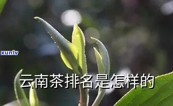 云南名茶有哪些品种-云南名茶有哪些品种排名