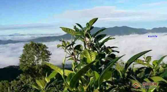 帕沙古树茶色浑浊-帕沙古树茶口感