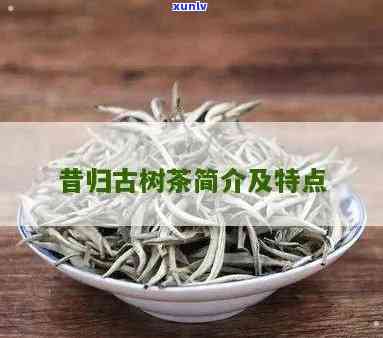 昔归古树茶：冲泡 *** 与功效全解析