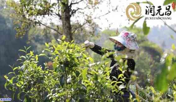 昔归古树茶的香气，探寻昔日韵味：品味古树茶的香气