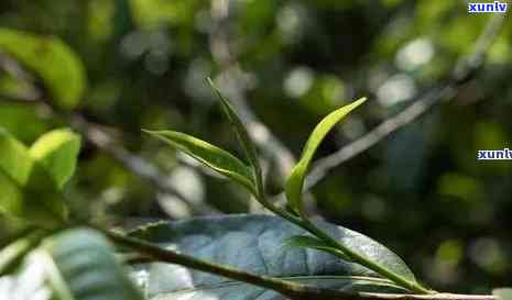 那卡古树茶特点，探索那卡古树茶的独特魅力与特点