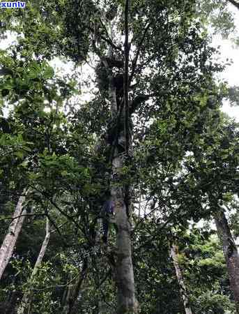 百花潭茶叶，品味成都：探寻百花潭茶叶的历与文化